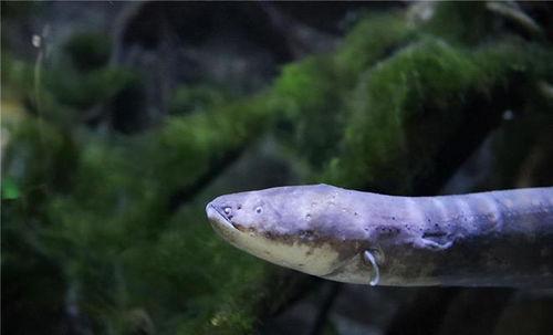 电鳗最新爆料视频,揭秘神秘事件内幕 第1张 电鳗最新爆料视频,揭秘神秘事件内幕 第1张